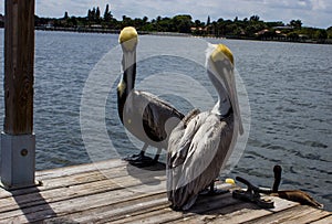 Lantana FL Pelicans at the boat ramp