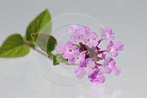 Lantana flower