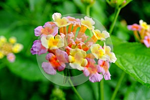 Lantana Flower