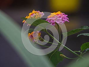 Lantana flower blooming in the color purple and yellow.