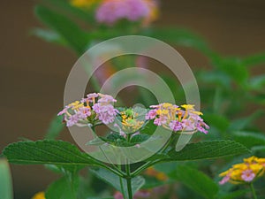 Lantana flower blooming in the color purple and yellow.