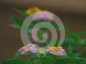 Lantana flower blooming in the color purple and yellow.