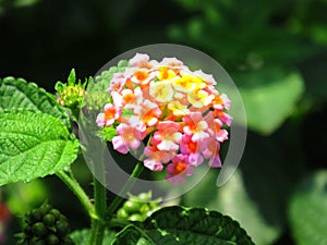 Lantana Flower image, Lantana plant grows up to 24 inches tall with a spread up to 4 feet.