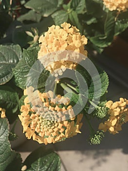 Lantana flower in yellow color