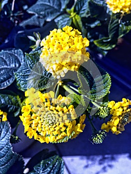 Lantana flower in yellow color