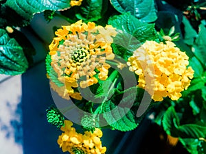 Lantana flower in yellow color