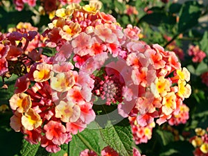 Lantana flowers