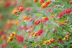 Lantana flowers