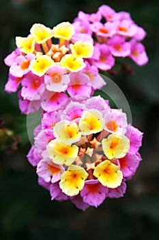 Lantana flowers