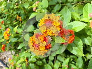 Lantana flowers in Altea Costa Blanca Spain