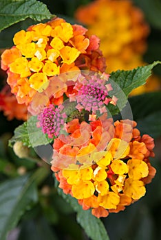 Lantana flowers in bloom