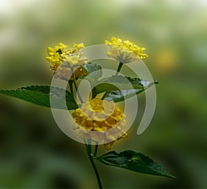 Lantana flowers on blurred nature background, banner
