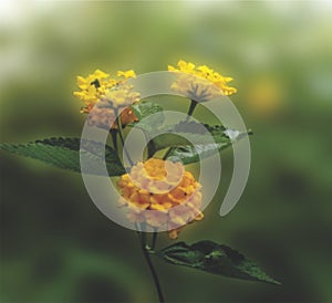 Lantana flowers on blurred nature background, banner