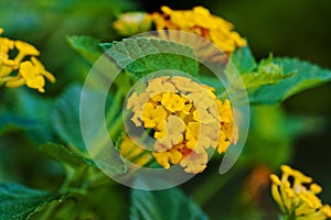 Lantana, Golden Spreader