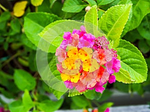 lantana magenta yellow colorful tone beauty flower