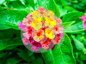 Lantana mix light pink magenta yellow water drop on flower