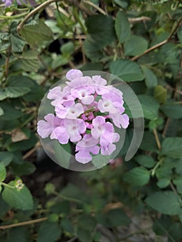 Lantana montevidensis