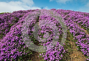 Lantana montevidensis