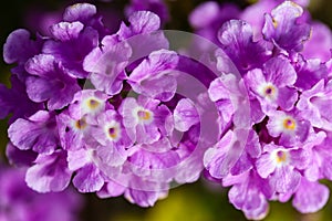 Lantana montevidensis