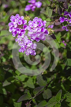 Lantana montevidensis close up background flower detail, a species of flowering plant within the Verbenaceae family.