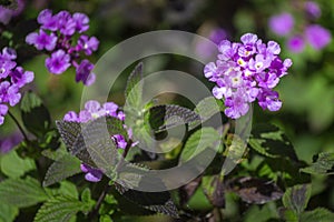 Lantana montevidensis close up background flower detail, a species of flowering plant within the Verbenaceae family. photo