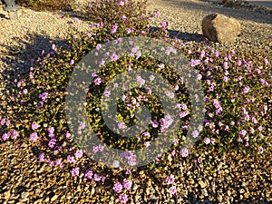 Lantana Montevidensis in desert style xeriscaping in Arizona photo