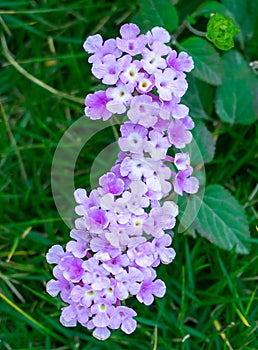 Lantana montevidensis flower