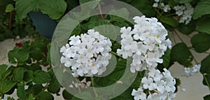 Lantana montevidensis || Lantana camara