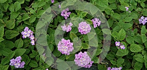 Lantana montevidensis pink flower and garden plant