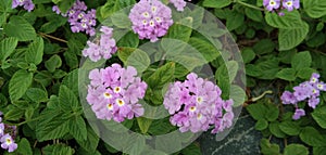 Lantana montevidensis pink Garden flower