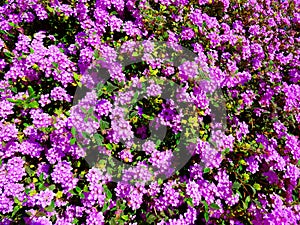 Lantana montevidensis purple trailing shrub