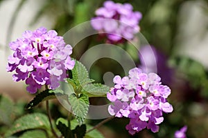 Lantana montevidensis, a small strongly scented flowering low sh