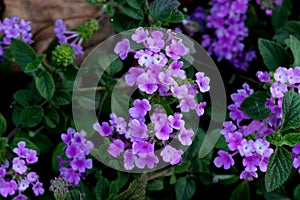 Lantana montevidensis, Trailing lantana, Purple lantana