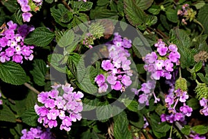 Lantana montevidensis, Trailing lantana, Purple lantana