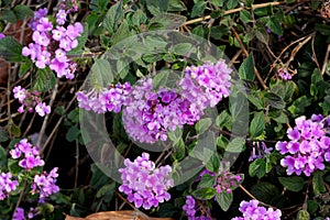 Lantana montevidensis, Trailing lantana, Purple lantana