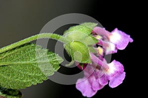 Lantana montevidensis, Trailing lantana, Purple lantana