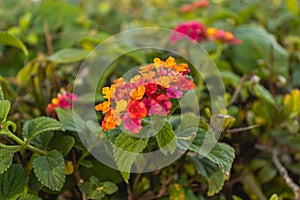 Lantana plant, known as Lantana camara L. It belongs to the Verbenaceae family of plants