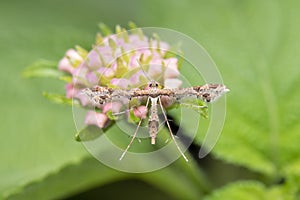 Lantana plume moth or Lantanophaga pusillidactyla