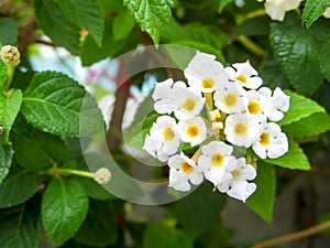 lantana pure white beauty flower bloom
