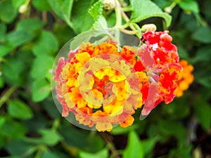 Lantana red yellow colorful tone beauty flower