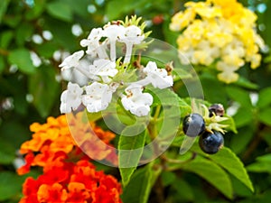 lantana red yellow colorful tone beauty flower