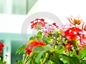 lantana red yellow orange colorful tone beauty flower