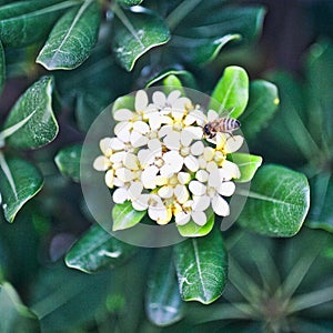 Lantana white flower pollinating