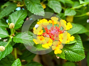 lantana yellow colorful tone beauty flower