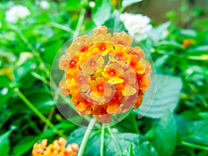 Lantana yellow orange red water drop on flower