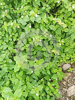 Lantanas Plant with flowers