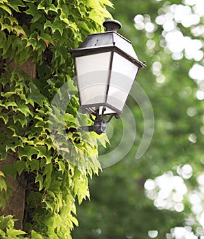 Lantern photo