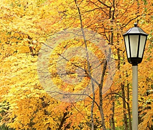 Lantern against autumn yellow trees.