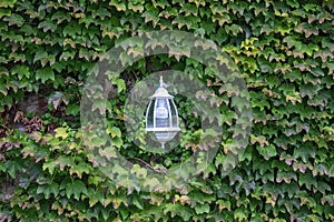 Lantern on a Background of Green Leaves. Natural Background. Lantern for Street Lighting