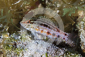 Lantern Bass on a coral reef - Cozumel